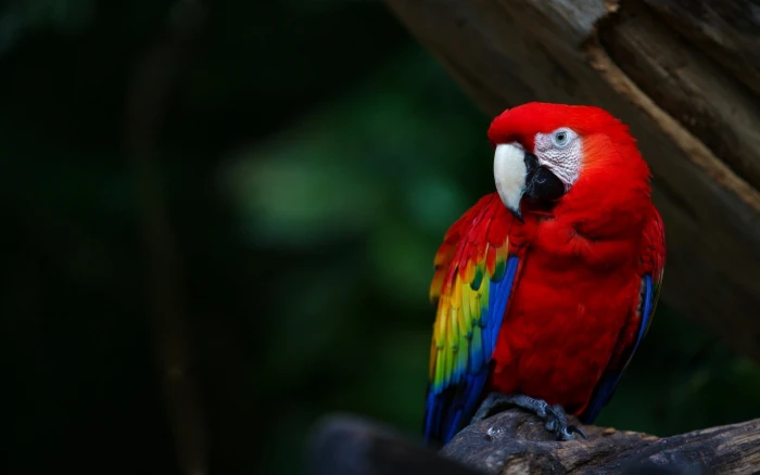 animals wildlife nature birds macaws parrot 2k