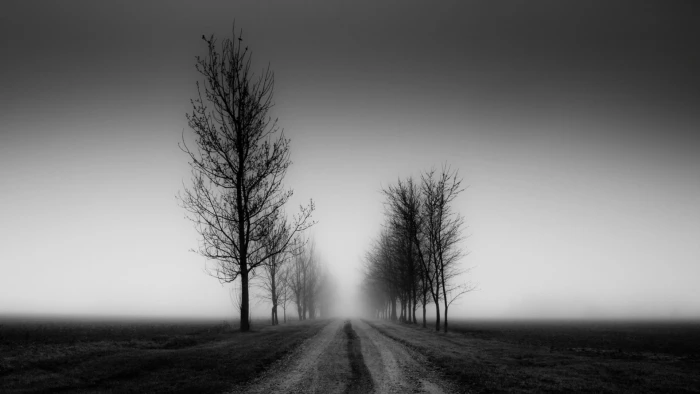 Beautiful Nature Black and White fog tree direction the way forward 2k