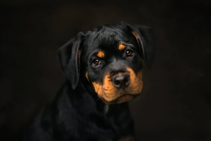 black and tan short coated puppy dark dog animals portrait 2k