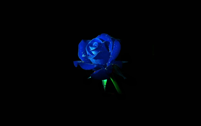 blue rose dark flower nature studio shot black background 2k 4k