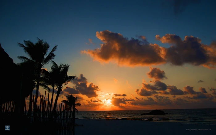 brown and white trees painting beach sunset nature sky sea 2k