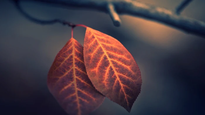 brown leaf fall nature macro depth of field leaves photography 2k