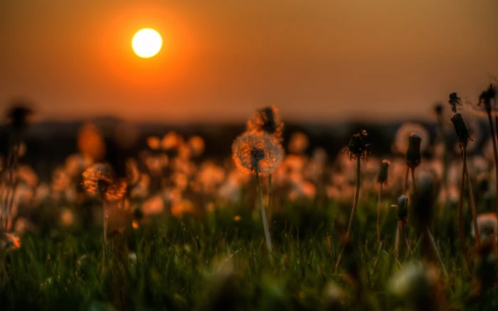 dandelion buds white petaled flowers at sunset nature grass 2k