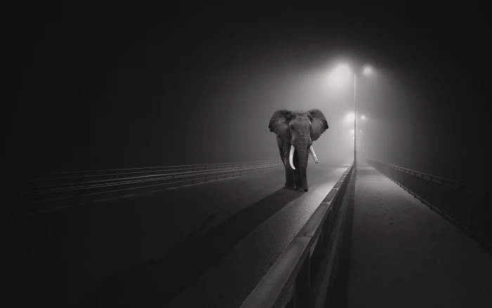 elephant road HD 2k