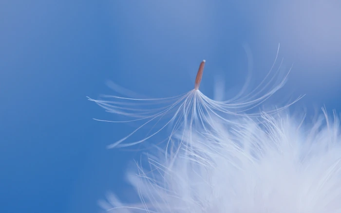 flowers macro nature dandelion plants blue white color 2k
