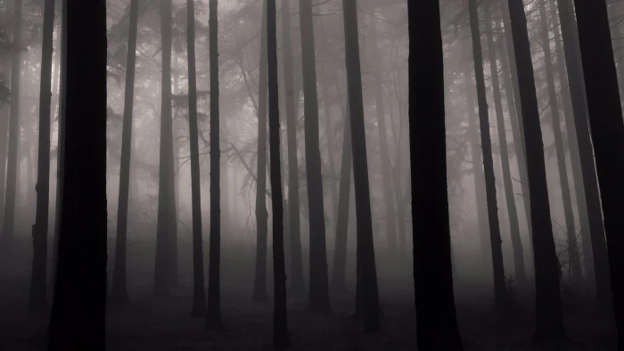 fog forest nature twilight misty cool black and white 2k