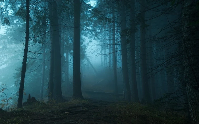 forest trees nature landscape blue mist path grass morning