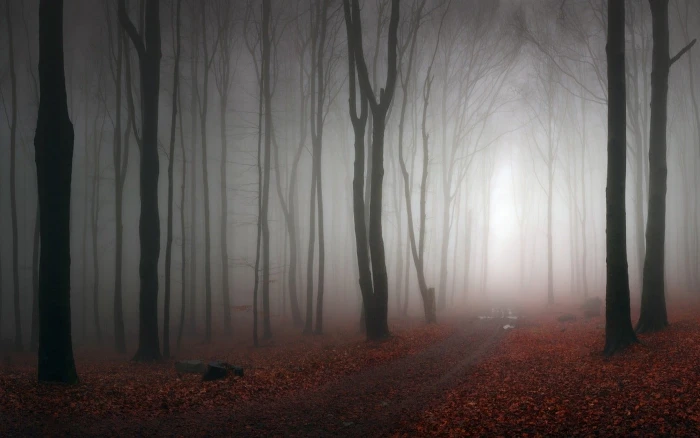 forest trees silhouette photography of landscape nature