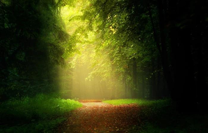forest wallpaper path leaves sunlight mist trees grass