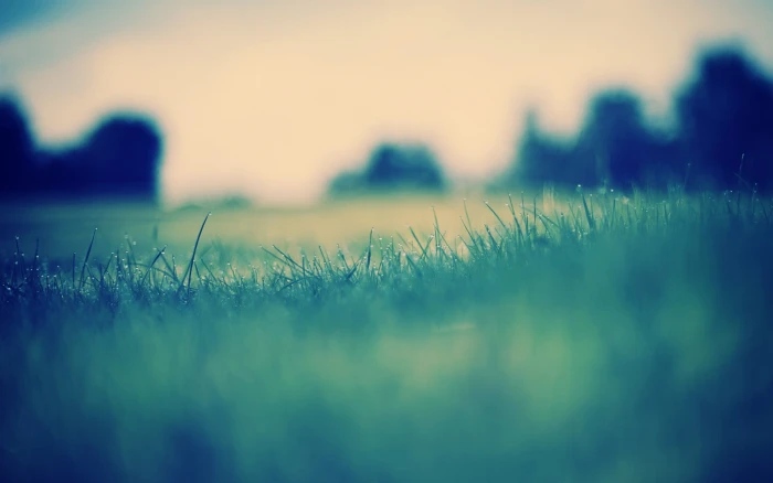 green leafed grass in close up photography selective focus of 2k
