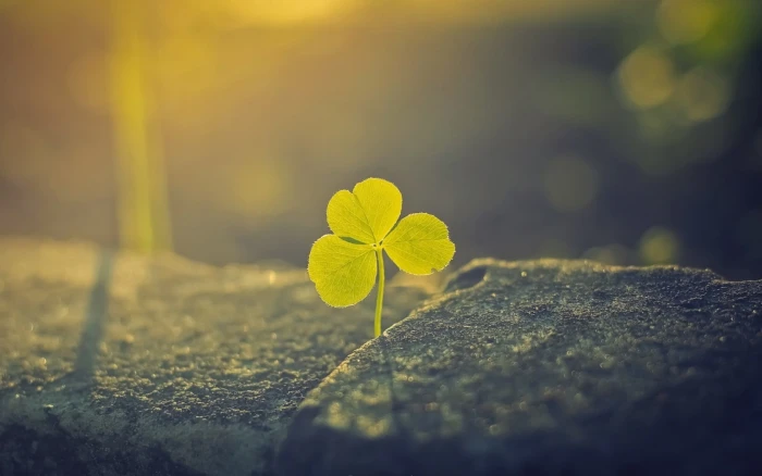 green leafed plant three leaf clover nature macro depth of field 2k