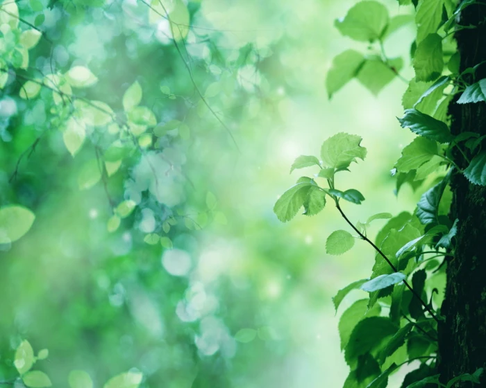 green leafed plant nature branch leaves trees part