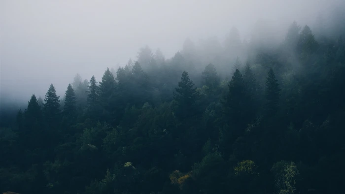 green leafed trees mist forest nature beauty in plant 2k