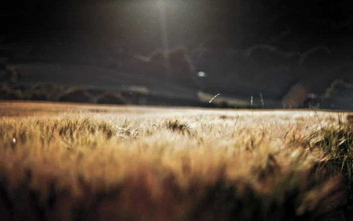brown crop field grass wheat landscape nature 2k