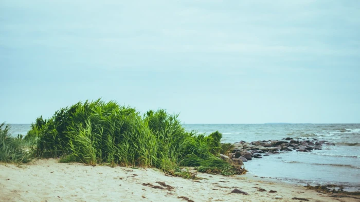 green plants beach water sea sky land beauty in nature