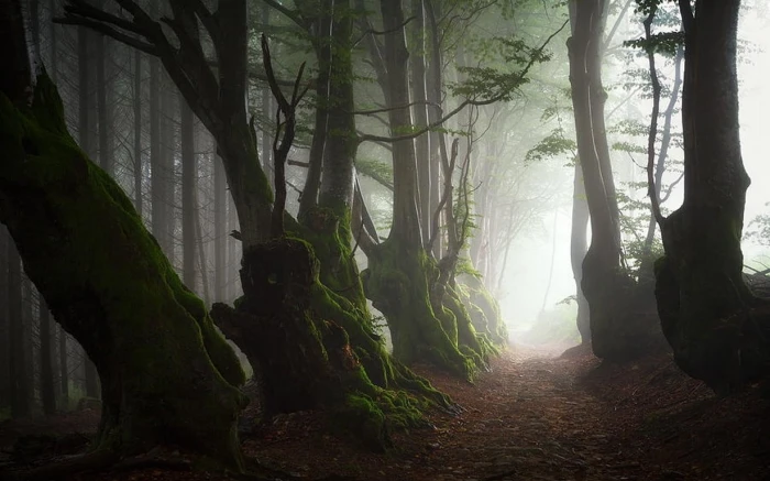 green trees nature landscape mist path roots forest moss
