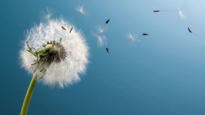 dandelion HD blossom 2k