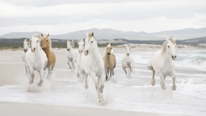 herd of white and brown horse running painting water beach 2k