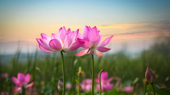 flower sunrise lotus nature beautiful 2k