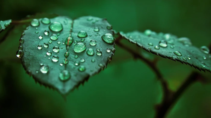 green leafed plant shallow focus photo of liquids on leaf macro 2k