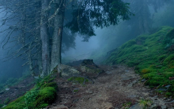 green leafed trees nature landscape mist path forest grass