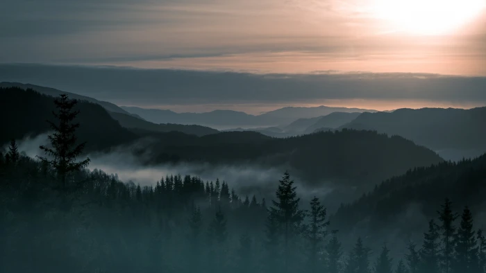 green trees nature landscape forest pine mountains 2k