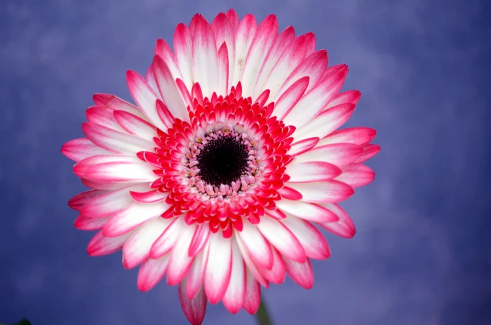 macro shot of pink and white flower contrast colors Gerbera