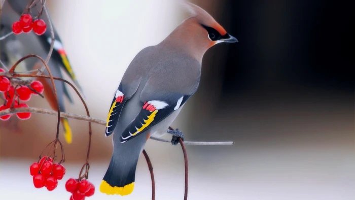 selective focus photography of gray and brown bird nature birds 2k
