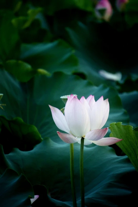 selective focus photography of white petaled flower lotus natural