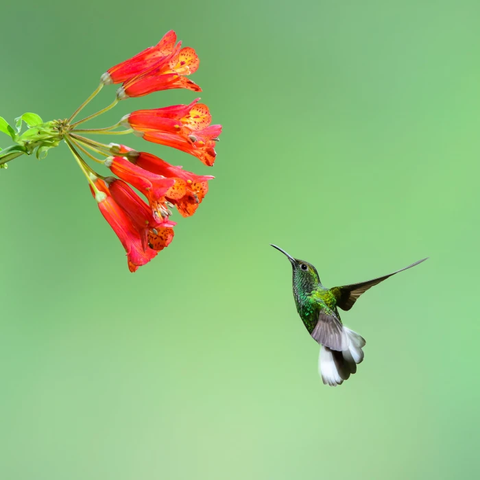 shallow focus photography of humming bird near red flowers hummingbird 2k