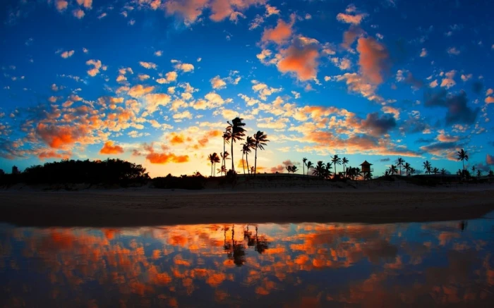 nature landscape beach sea palm trees clouds tropical