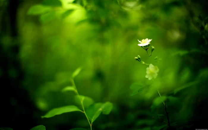 nature white flowers green background plants 2k