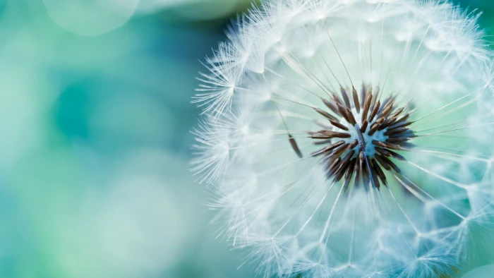 white dandelion flower flowers plants nature macro 2k