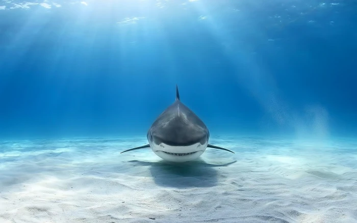 white shark animals Great White Shark underwater animal themes 2k