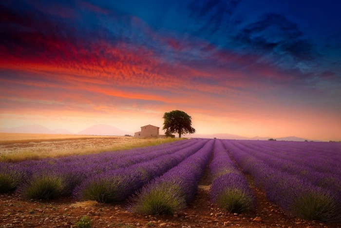 purple flowers field lavender summer trees sunset clouds