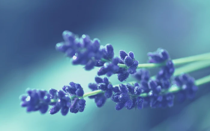 purple lavender flowers nature macro plants close up blue 2k