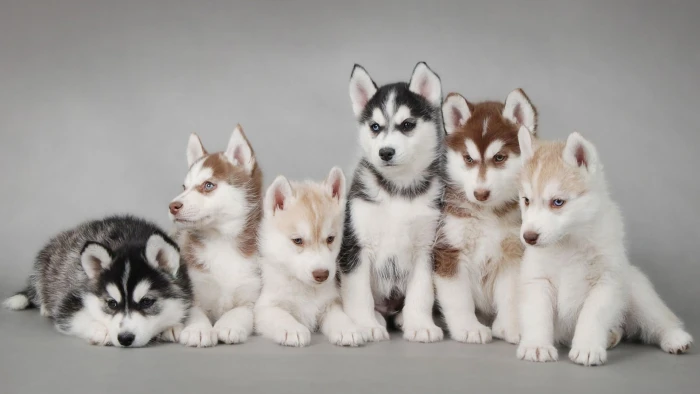 Siberian husky puppy litter dog puppies animals domestic 2k