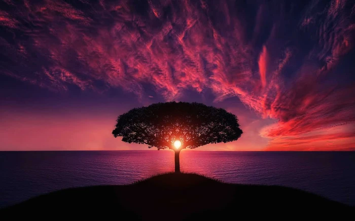 Silhouette of Tree Near Body Water during Golden Hour dawn 2k
