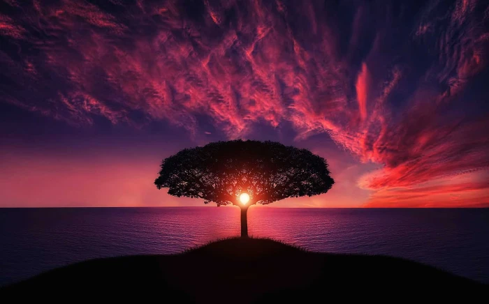 silhouette of tree on island beside body water during golden hour 2k