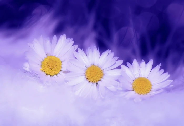 three white daisy flowers plant spring nature blossom bloom 2k