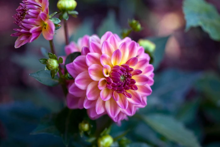 tilt shift photography of pink and yellow Dahlia flower beauty