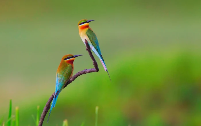 two green yellow and orange bee eater bird birds eaters 2k