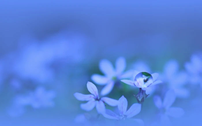 white flowering plant nature flowers macro water drops plants 2k
