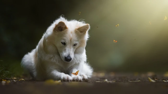white wolf dog butterfly one animal themes mammal 2k
