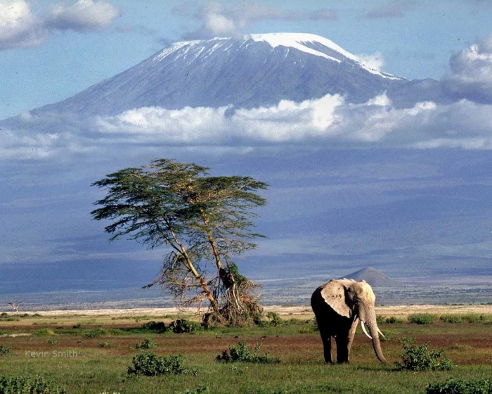 Africa Mount Kilimanjaro elephant animals nature landscape