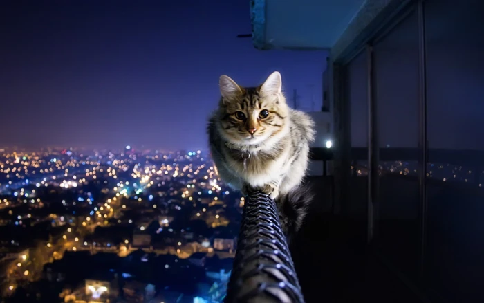 animal cat cute Cat kitten 2k