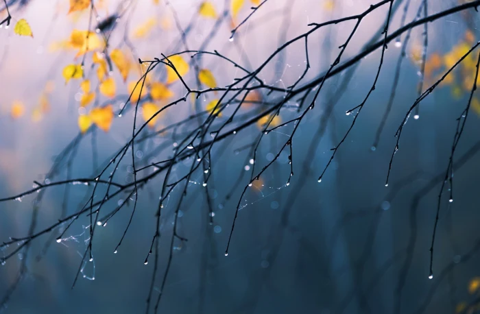bare tree branch nature rain water drops plant focus on foreground 2k