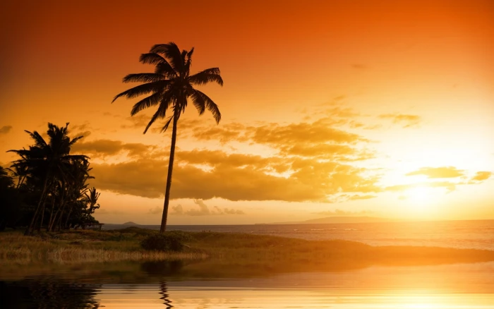 beach palm trees sunset sunlight sky clouds water beauty in nature 2k