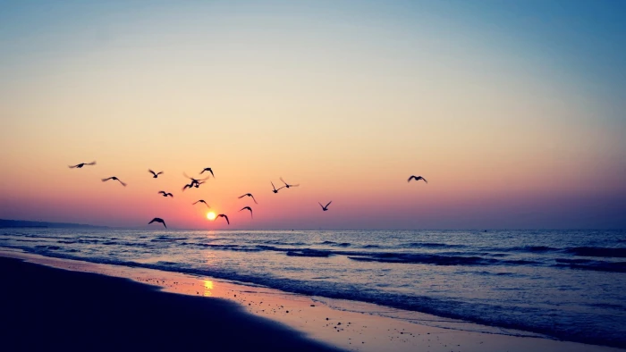 birds nature beach sea sunlight sunset 2k