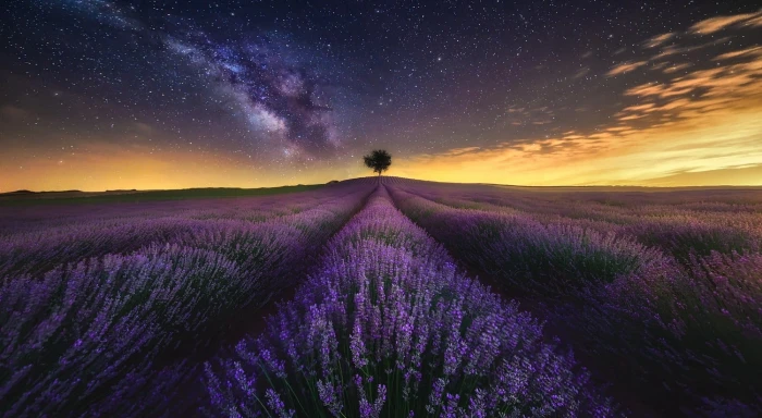 bed of purple petaled flowers photography landscape nature 2k